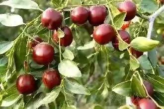 80后90后农村儿时零食野果,在海南儿时吃的野果还记得几种