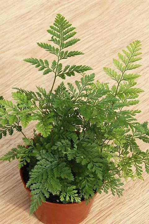 人养花花,人养花花养人哪些花养人