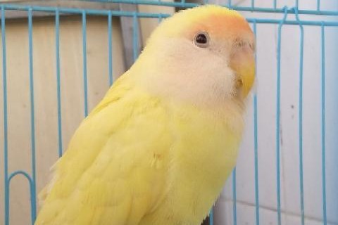 普兰牡丹鹦鹉是头类还是面类,面类牡丹和头面牡丹鹦鹉如何区分