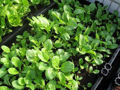 阳台种菜有讲究吗,阳台种菜十大注意事项