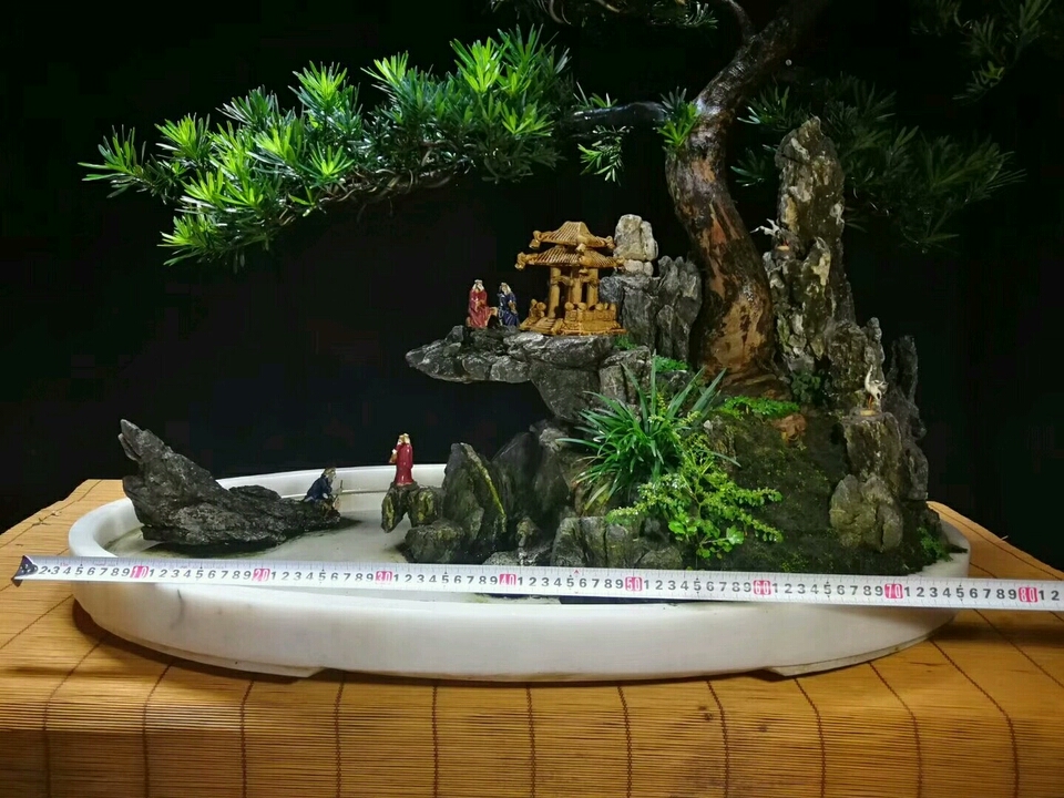 罗汉松盆景的造型与养护技巧,罗汉松盆景养护管理要点有哪些