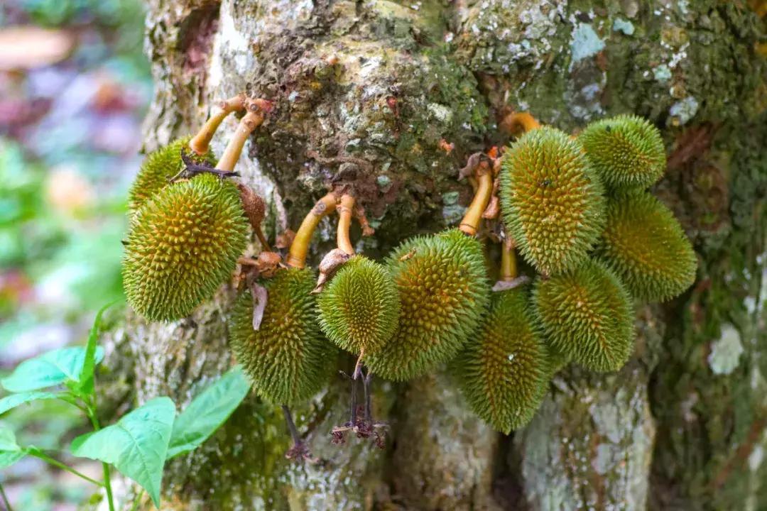 他的工作是厨师的英文,他的工作是什么英文句子