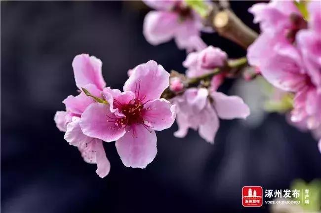 @涿州亲，大家一起来，打造涿州这张“名片