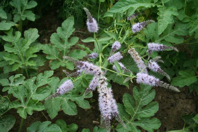 八种身兼多职的鲜花，既是鲜花又是香料！