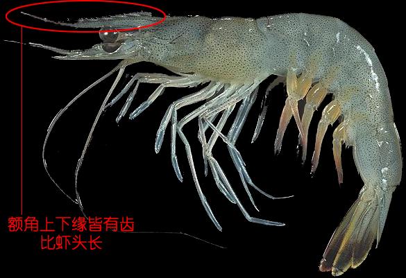 罗氏虾怎么辨别有没有膏,罗氏虾虾苗怎么分辨真假
