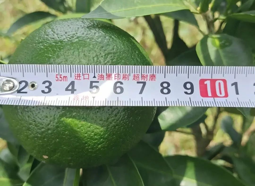 柑橘果的处理方法,柑橘大小果有办法补救吗