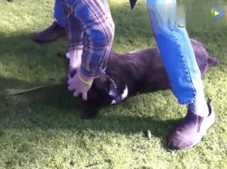 狗狗突然抽搐倒地怎么办,狗狗玩耍时受伤情绪低落