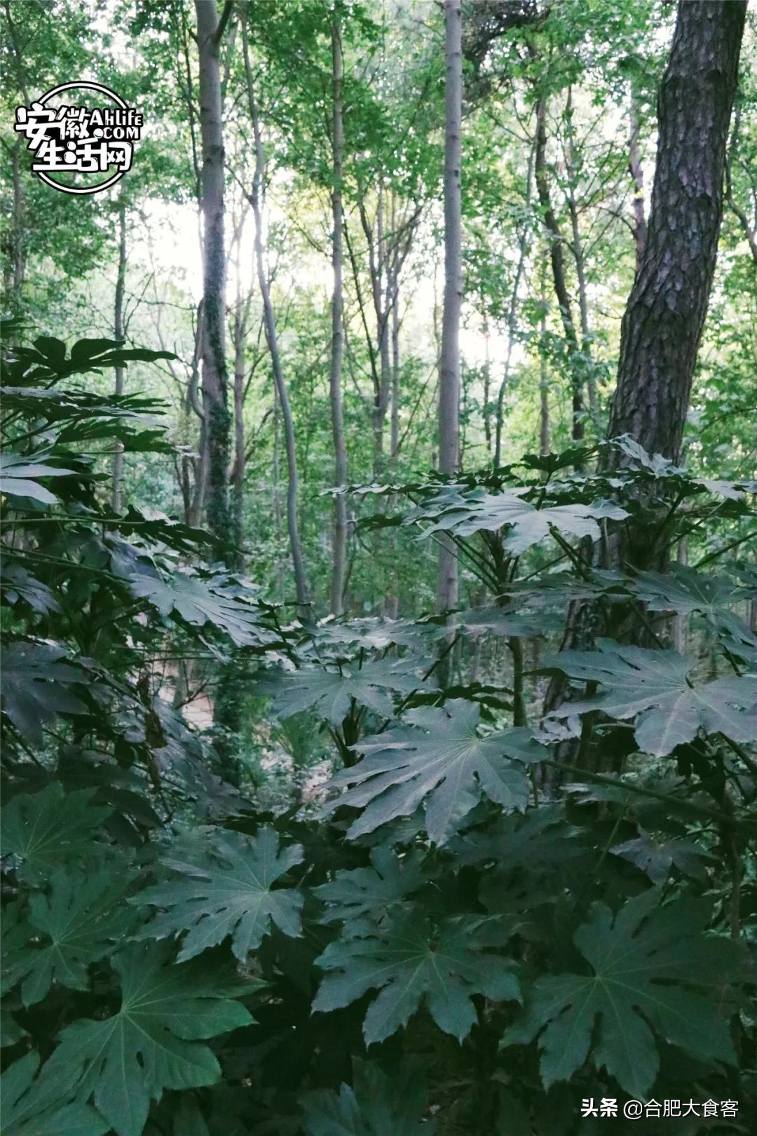 大蜀山爱情故事,大蜀山