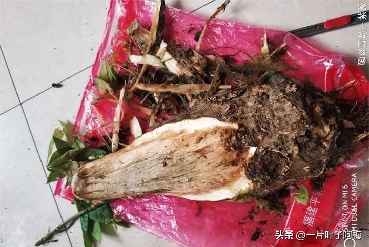 5个植物最招财,能开花又好养的植物又有寓意