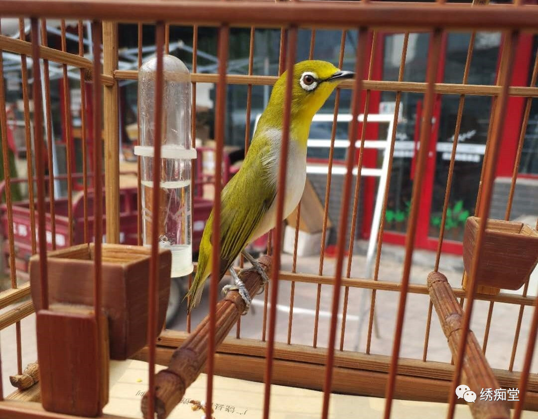 怎样和鸟交流沟通,与鸟沟通的话