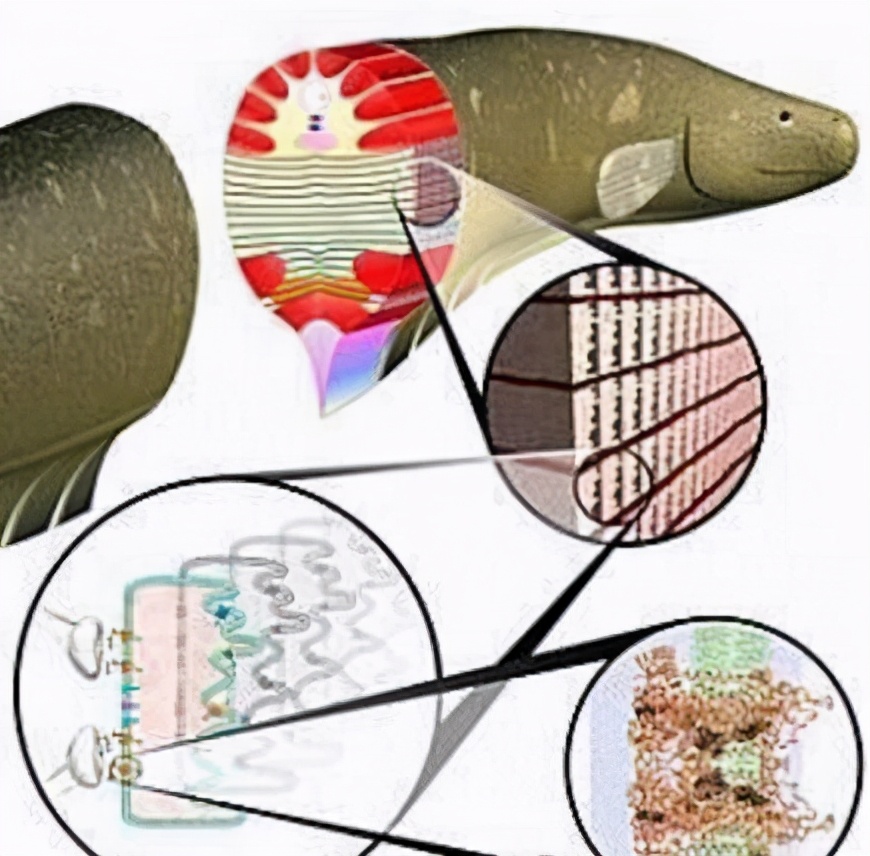 寄生虫会被寄生虫寄生吗？屎壳郎会推自己的屎吗？蛆身上会生蛆吗
