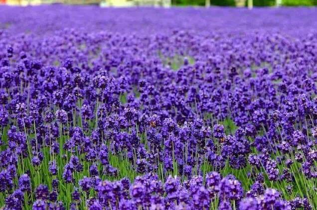 粉色和紫色的植物有哪些,紫色的植物有哪些品种