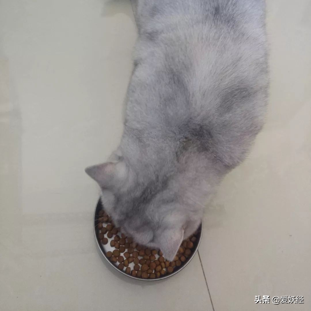 铲屎官减肥瘦身,吐毛球的铲屎官