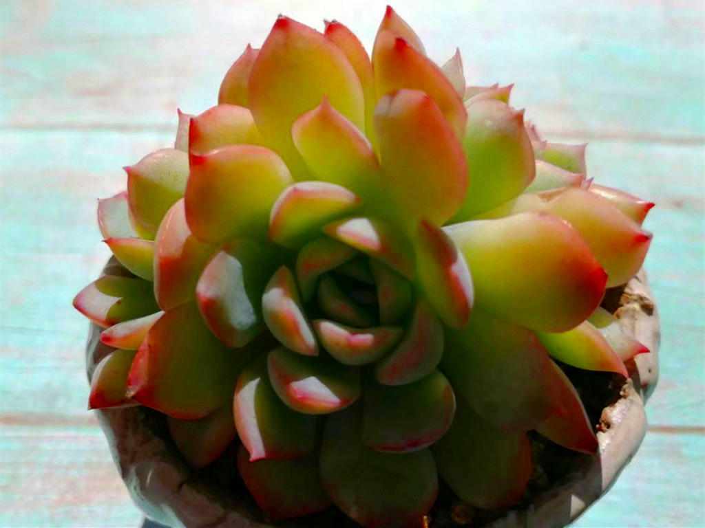 刚买多肉化水怎么挽救,多肉植物网购回来处理方法视频