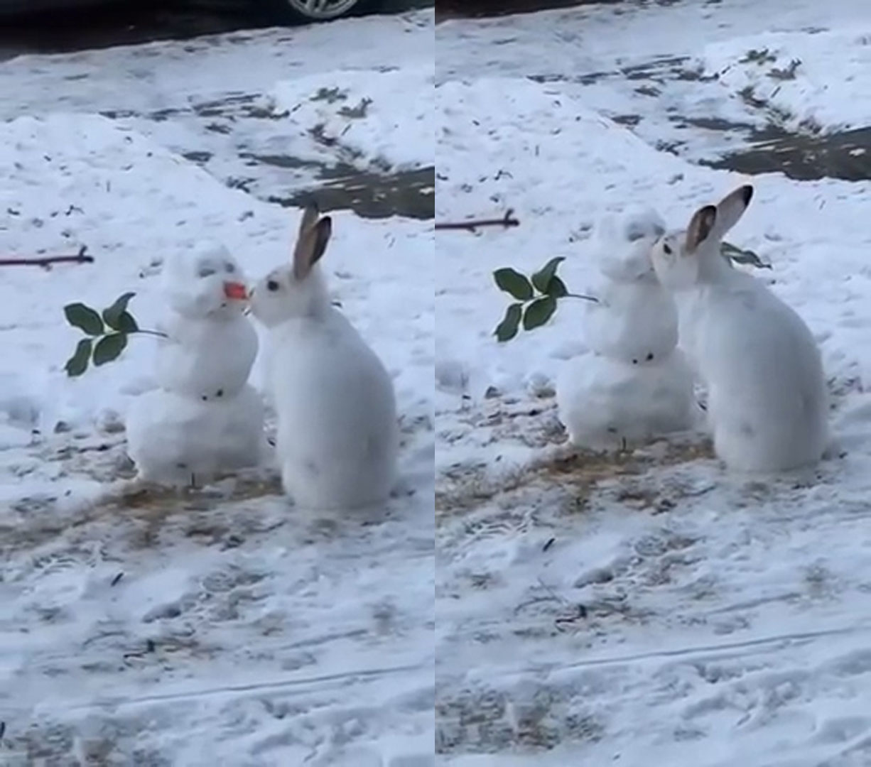 小白兔亲雪人,小白兔拥抱亲吻