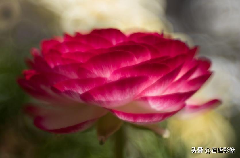 徕卡到底有多受欢迎,徕卡如何选择