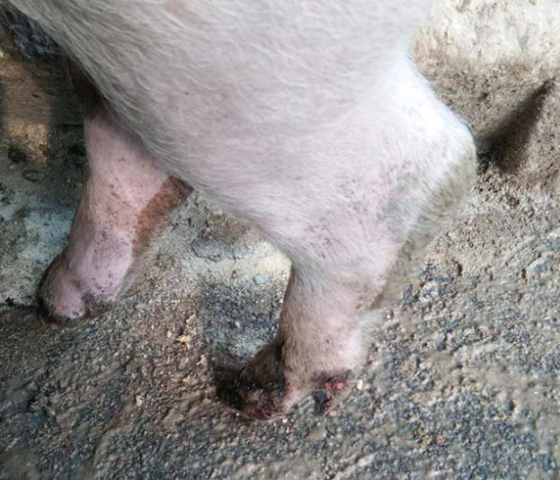 母猪猪蹄开裂是什么原因,如何预防猪场小猪烂蹄