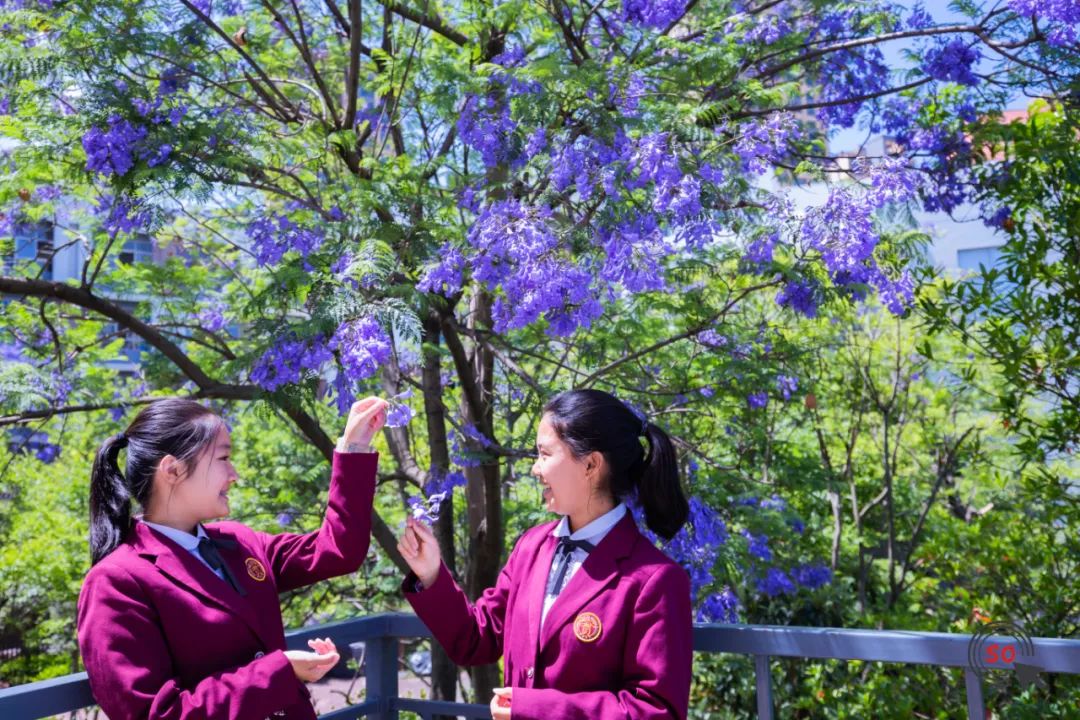 校园|遇见.初夏属于十中的紫色烂漫