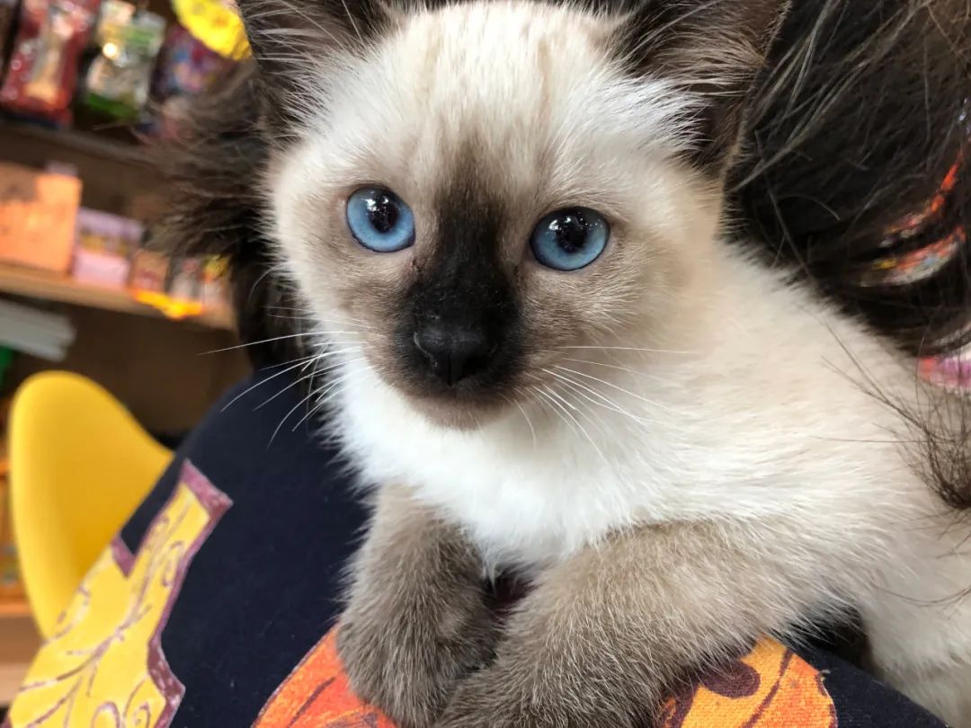 暹罗糊了是不是就不会白回来了,怎么看暹罗长大不会糊