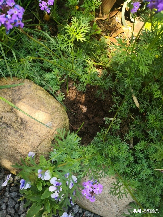 花园里的银边麦冬太好看，竟然被偷了|园丁