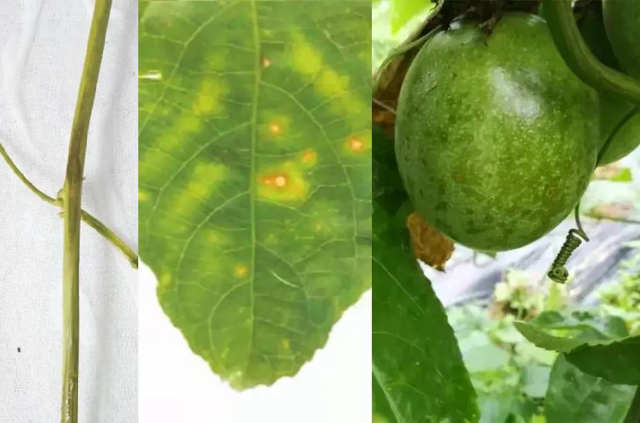 百香果茎基腐病是真菌还是细菌病,百香果基腐病喷多菌灵有效吗