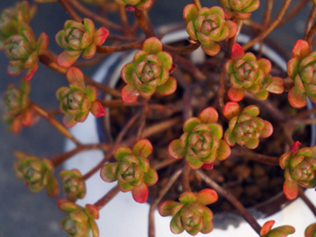 如果多肉里也有小人国，这种多肉会是其中一员，小巧可爱色彩迷人