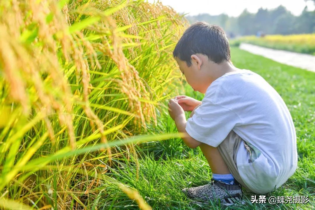 北京北坞公园里的京西稻又熟了，曾经只有皇上才能吃上这儿的大米