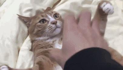 鑷粠鏈変簡鐚不鎰堜簡鎴戠殑鎳掓儼,涓轰粈涔堣姗樼尗鍗佹涔濇福