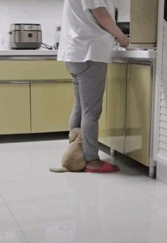 狗狗太粘人怎么办一直叫,狗狗太粘人了怎么办