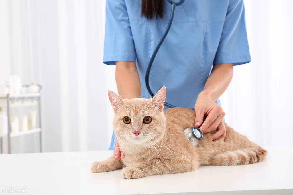 猫咪在家里乱尿有什么讲究吗,猫咪绝育后还是乱尿怎么回事