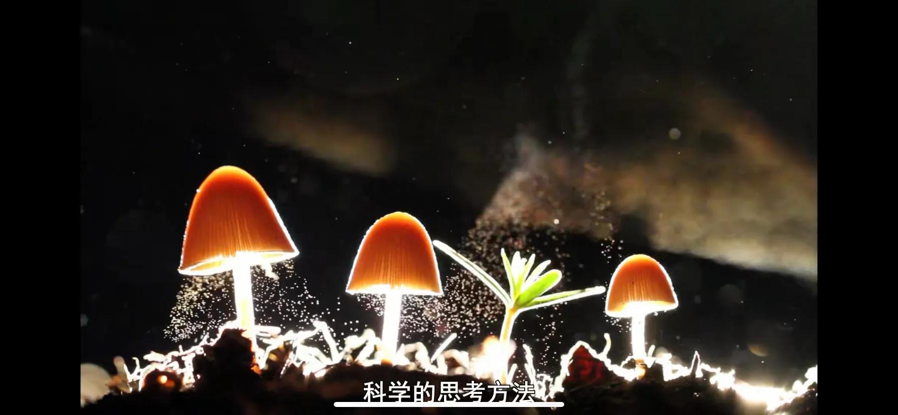 推荐日本训练孩子思维的书籍,可以让孩子提高认知的书