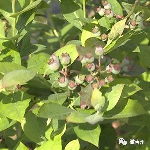 十大特色扶贫产品,第十七批全国扶贫产品名录