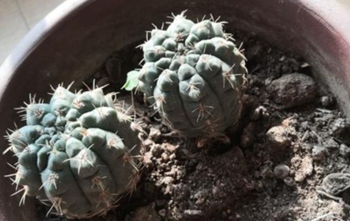 仙人球底部褶皱萎缩怎么办？摸清3种原因，对症解决忒简单