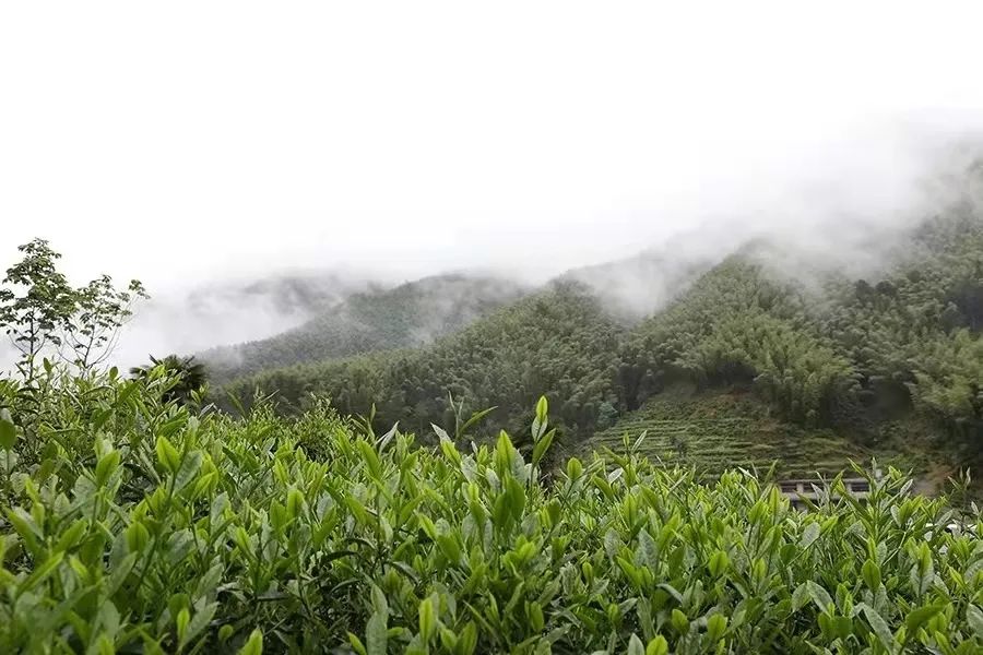 金骏眉深受大家喜爱的原因,真正的金骏眉是这样的