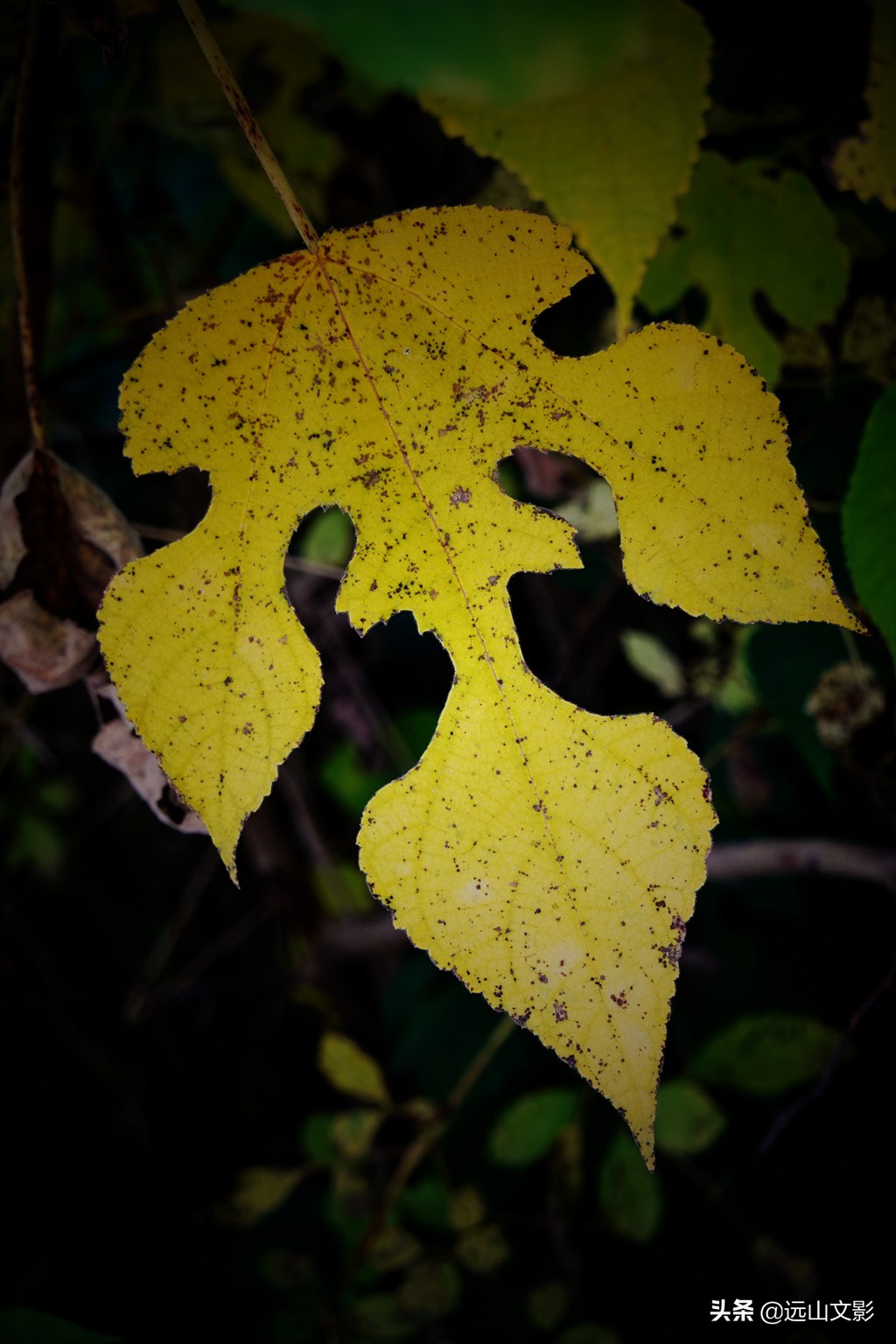 索尼黑卡二怎么拍,索尼黑卡2大光圈拍视频