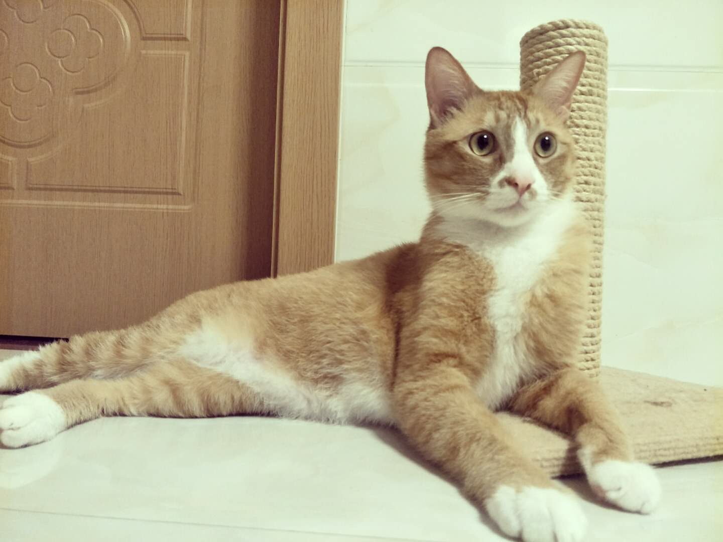 猫的眼睛里有星辰,猫的眼睛有什么有趣的事情