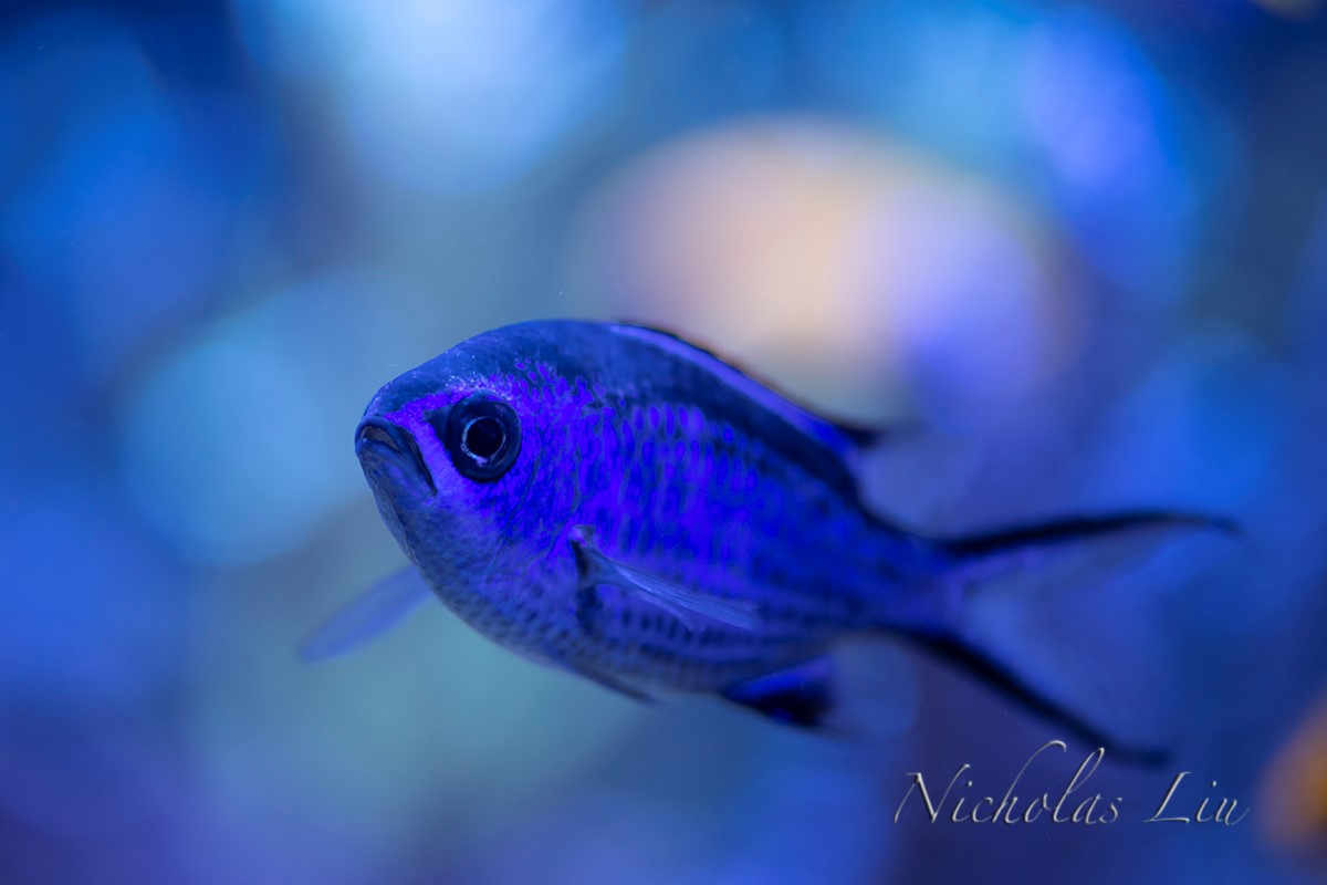 经典海水礁岩生态缸分享，180×120×60厘米三面观赏海缸