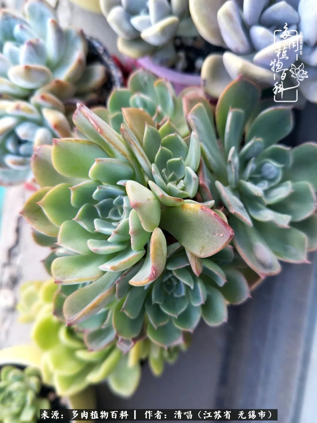 多肉植物百科好看又好养的多肉,喜欢多肉的朋友欢迎光临多肉园艺