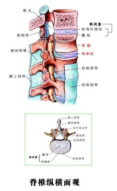 健康科普：腰椎L3-L4膨出，L4-L5突出，L5-s1脱出是什么意思