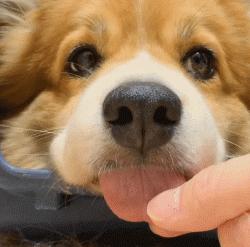 狗狗太粘人怎么办一直叫,狗狗太粘人了怎么办