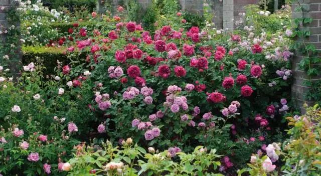 冬季北方房间适合养的木本花,这5种花随便养