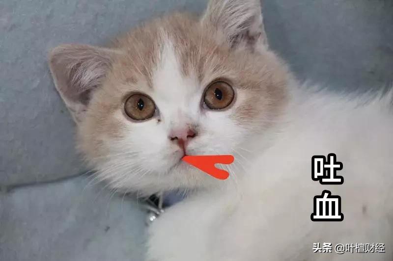 叶檀在全国的地位,叶檀前世今生