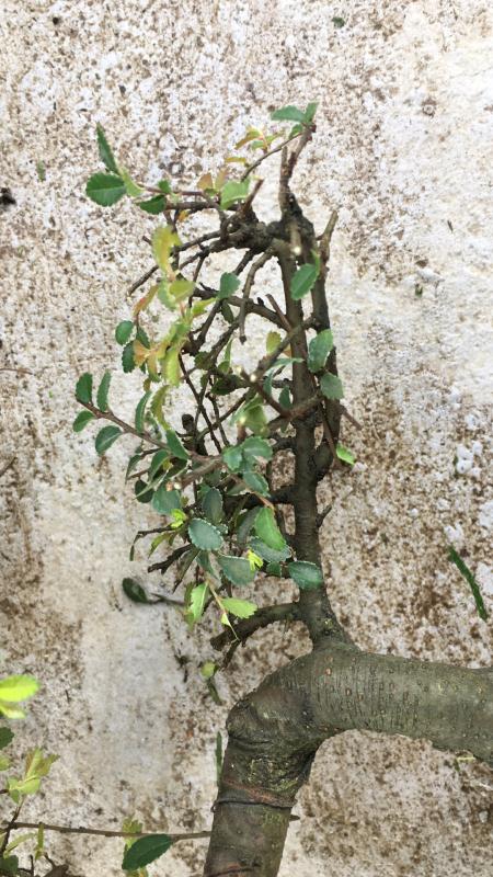 苹果盆景修剪技巧图解,新手也能学会的修剪盆景技巧