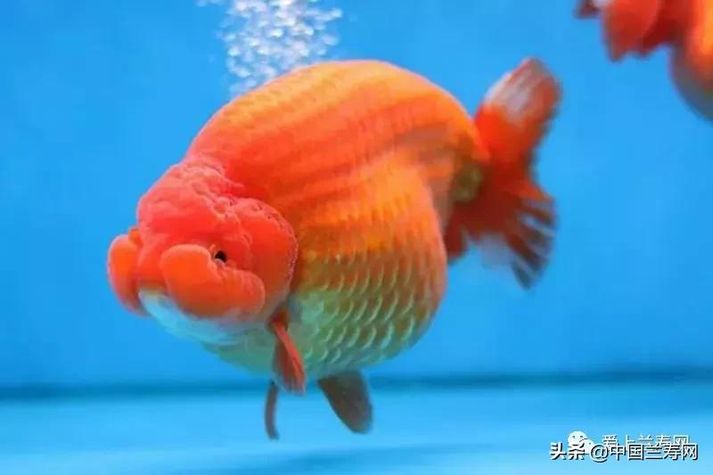 兰寿金鱼鲨鱼鳍品种图片大全,金鱼泰狮与兰寿是一个品种吗