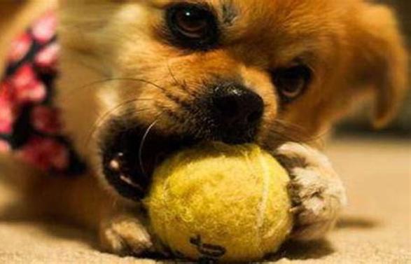 狗狗老是乱咬怎么办,狗狗总是乱咬乱吞东西怎么办