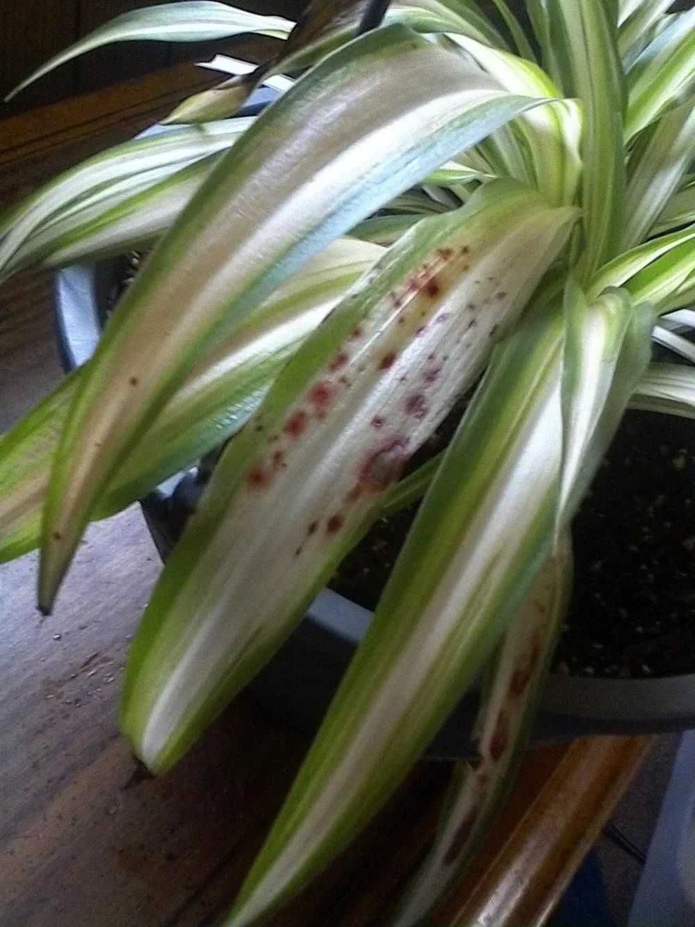 吊兰黄叶原因及补救方法,吊兰叶子发黄怎么处理视频