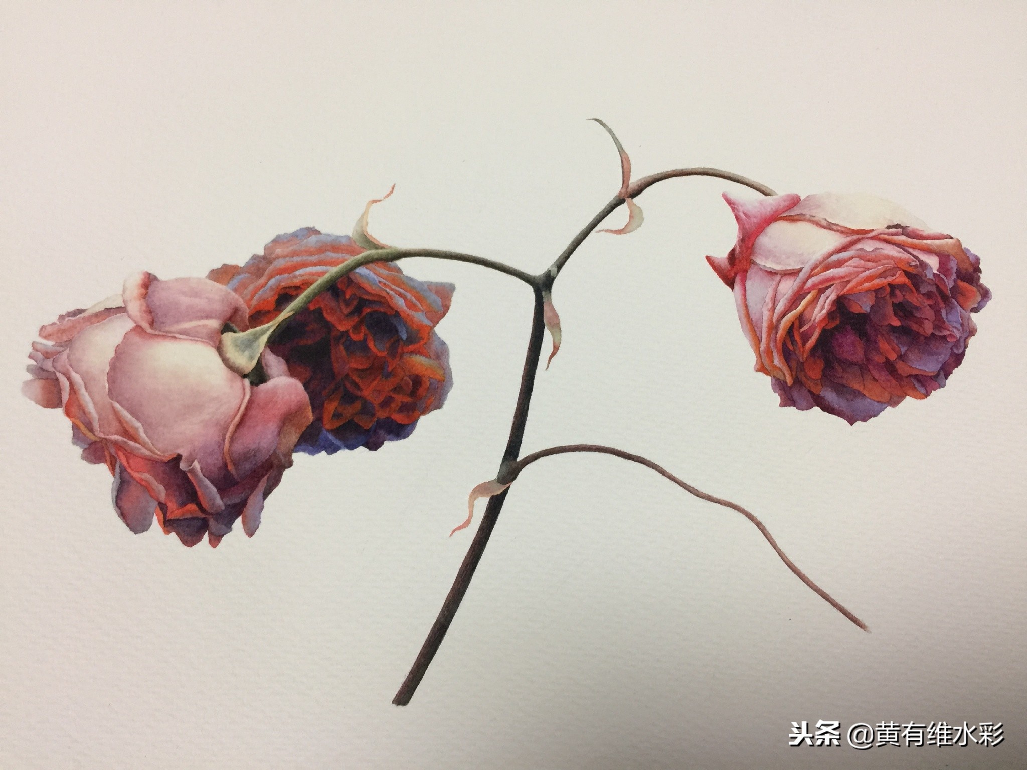 水彩绘画教程简单玫瑰,水彩步骤图花卉