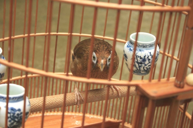 画眉鸟怎样养才稳住性,如何养好画眉生鸟