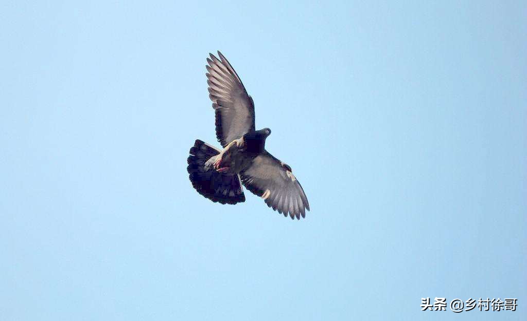 买的成年信鸽怎么开家,信鸽开家后怎么训练