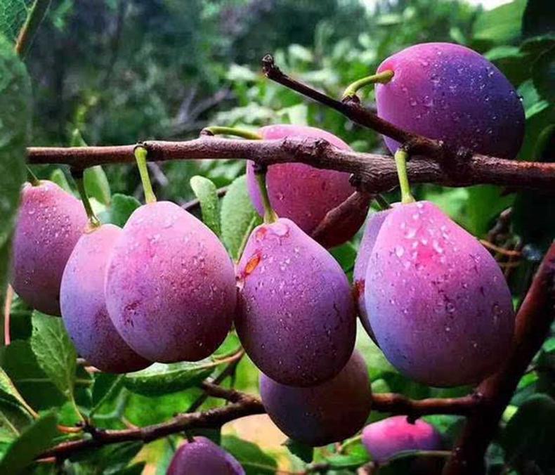 这三种水果或有助于孩子身高发育,儿童吃什么水果最好最快长高